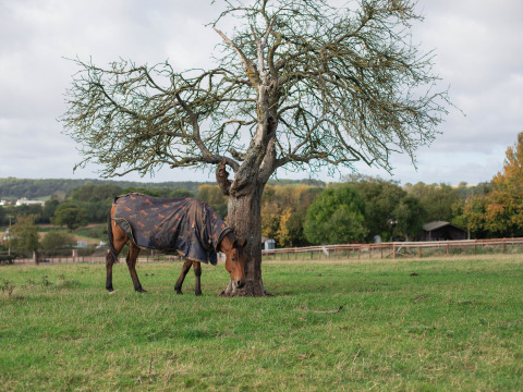 En hest med dækken græsser under et træ på en eng ved BoerenBed Hollings Hill, West Midlands, Storbritannien.
