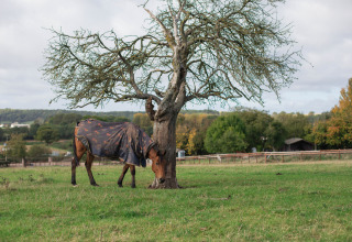 Un cavallo con una coperta bruca sotto un albero a BoerenBed Hollings Hill, West Midlands, Regno Unito.