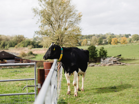 Mucca bianca e nera con collare vicino a una recinzione nei prati verdi di BoerenBed Hollings Hill, West Midlands, Regno Unito.