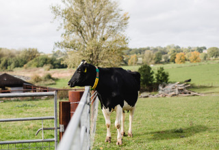 Zwart-witte koe met halsband naast een hek in een weiland bij BoerenBed Hollings Hill, West Midlands, VK.