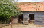 A rustic barn with a red tiled roof, a goat standing in the doorway at BoerenBed Layer Marney Tower, England.