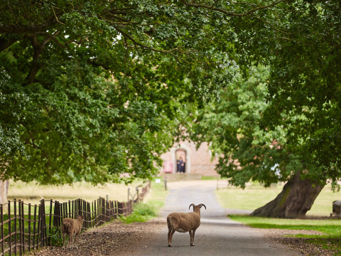 Due pecore su un viale alberato nel parco vacanze BoerenBed Layer Marney Tower, Inghilterra orientale.
