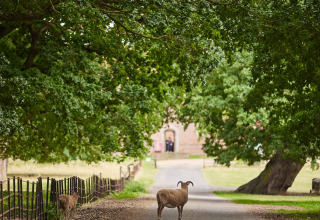 To får står på en allé under grønne træer i ferieparken BoerenBed Layer Marney Tower, England.