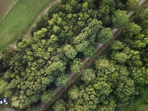 Luftfoto af en skovsti omgivet af frodige grønne træer ved BoerenBed Layer Marney Tower i England.