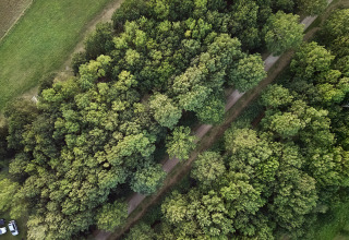 Vista aerea di un sentiero nel bosco circondato da alberi verdi vicino a BoerenBed Layer Marney Tower, Inghilterra.