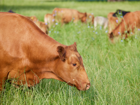 Mucca marrone che pascola nell’erba verde a BoerenBed Moor Farm, parco vacanze nel sud-ovest dell’Inghilterra.