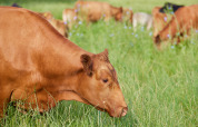 Vache brune broutant dans un pré vert à BoerenBed Moor Farm, parc de vacances dans le sud-ouest de l’Angleterre.