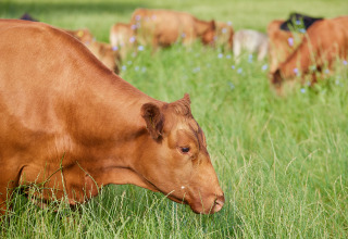 Mucca marrone che pascola nell’erba verde a BoerenBed Moor Farm, parco vacanze nel sud-ovest dell’Inghilterra.
