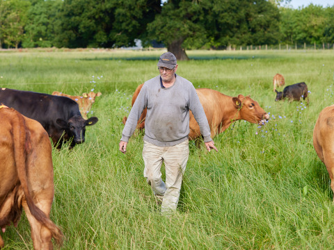 Un agricultor camina entre vacas en un campo verde del parque vacacional BoerenBed Moor Farm en el suroeste de Inglaterra.