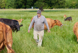 Un agricoltore cammina tra le mucche in un prato verde al BoerenBed Moor Farm holiday park nel sud-ovest dell'Inghilterra, UK.