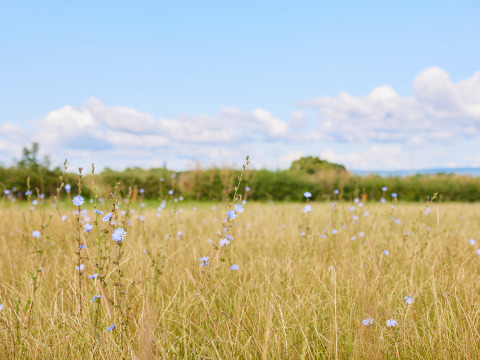 Prato con fiori selvatici e cielo azzurro a BoerenBed Moor Farm, parco vacanze nel sud-ovest dell'Inghilterra.