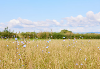 Meadow with wildflowers and blue sky at BoerenBed Moor Farm holiday park, South West England, United Kingdom.