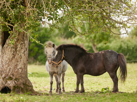Deux poneys se tiennent côte à côte sous un arbre à BoerenBed Moor Farm, un parc de vacances au sud-ouest de l’Angleterre.