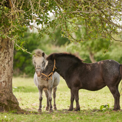 Due pony stanno vicini sotto un albero a BoerenBed Moor Farm, un parco vacanze nel sud-ovest dell’Inghilterra.