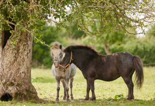 Dos ponis se encuentran juntos bajo un árbol en BoerenBed Moor Farm, un parque vacacional en el suroeste de Inglaterra.
