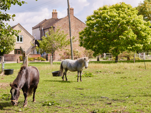 Deux poneys paissent dans un champ près de maisons et d’arbres à BoerenBed Moor Farm, sud-ouest de l’Angleterre.