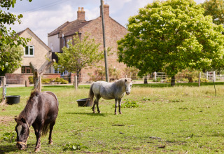 Deux poneys paissent dans un champ près de maisons et d’arbres à BoerenBed Moor Farm, sud-ouest de l’Angleterre.