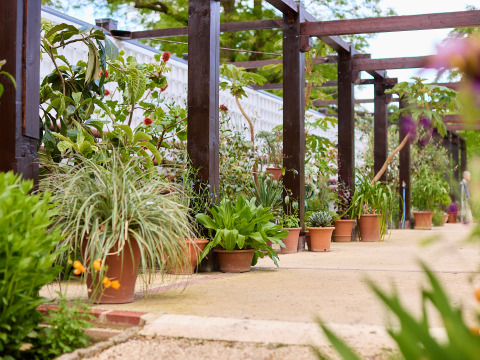 Potplanten onder een houten pergola bij BoerenBed Hidcote Manor Farm, West Midlands, Verenigd Koninkrijk.