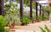 Topfpflanzen unter einer Holzpergola im BoerenBed Hidcote Manor Farm, West Midlands, Vereinigtes Königreich.