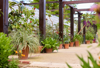 Grønne planter i potter under en træpergola i BoerenBed Hidcote Manor Farm, West Midlands, Storbritannien.