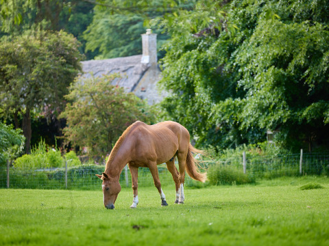 En brun hest græsser på en grøn mark med træer og en stenhus i baggrunden ved Hidcote Manor Farm.