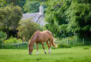 Een bruine paard graast op een groen veld met bomen en een stenen huis op de achtergrond bij Hidcote Manor Farm.