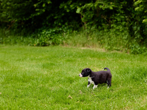 Een zwart-witte pup staat op het grasveld bij struiken in BoerenBed Hidcote Manor Farm, West Midlands.