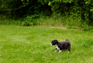 Un cachorro blanco y negro está de pie en el césped cerca de arbustos en BoerenBed Hidcote Manor Farm.