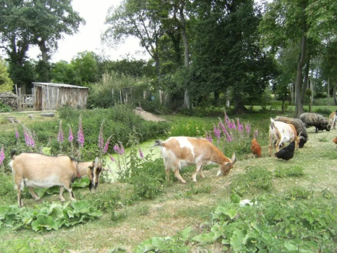Capre, pecore e galline al pascolo in un prato fiorito al campeggio Le Bois Coudrais in Bretagna, Francia.