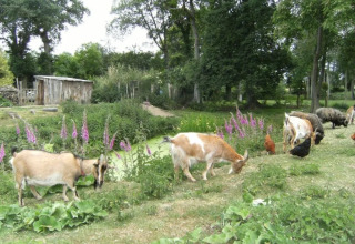 Capre, pecore e galline al pascolo in un prato fiorito al campeggio Le Bois Coudrais in Bretagna, Francia.