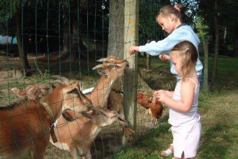 Due bambini danno da mangiare alle capre attraverso una recinzione al campeggio Le Bois Coudrais in Bretagna, Francia.