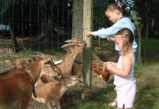 Due bambini danno da mangiare alle capre attraverso una recinzione al campeggio Le Bois Coudrais in Bretagna, Francia.