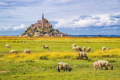 Pecore al pascolo su un prato verde con l’iconica abbazia di Mont Saint-Michel sullo sfondo vicino a Cuguen, Bretagna.