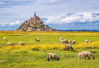 Pecore al pascolo su un prato verde con l’iconica abbazia di Mont Saint-Michel sullo sfondo vicino a Cuguen, Bretagna.