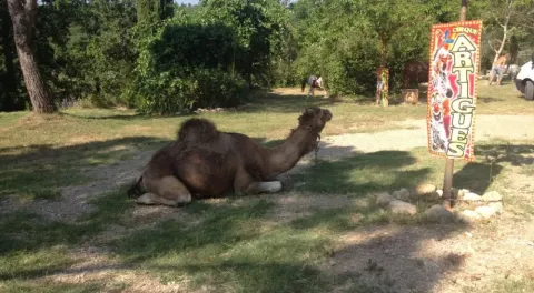 En kamel sidder på jorden ved et cirkus-skilt på campingpladsen Avelanède i Provence-Alpes-Côte d’Azur.