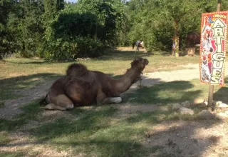 Ein Kamel ruht sich neben einem Zirkusschild auf dem Campingplatz Avelanède in der Provence-Alpes-Côte d’Azur aus.