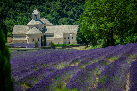 Lavender fields and an ancient abbey near Artignosc-sur-Verdon in Provence-Alpes-Côte d’Azur, France.