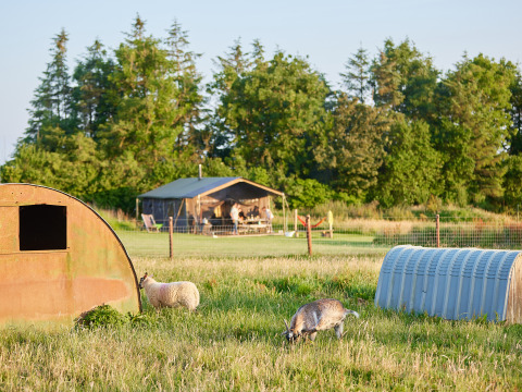 Groene weide met schaap en geit, kleine schuilhutten en een safaritent op BoerenBed Warren Farm, Engeland.