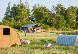 Prairie verte avec mouton et chèvre, petits abris et tente de glamping à BoerenBed Warren Farm, Angleterre.