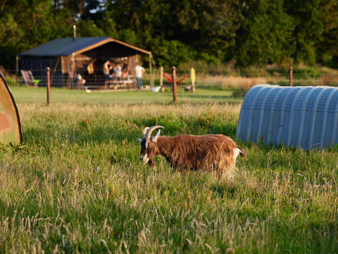 A goat grazes in a field at BoerenBed Warren Farm holiday park in South West England, United Kingdom.