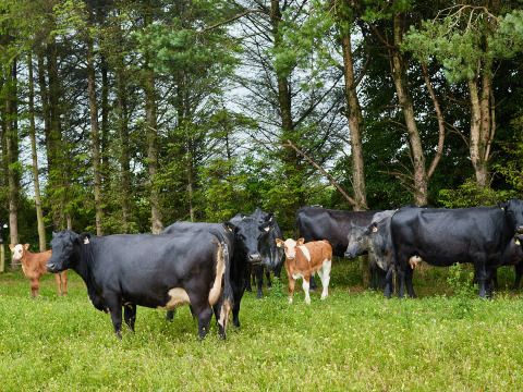 Eine Gruppe von schwarzen und braunen Kühen weidet auf einer grünen Wiese am Waldrand bei Warren Farm.