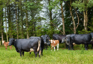 A group of black and brown cows grazing in a grassy field by the trees at Warren Farm, South West England.