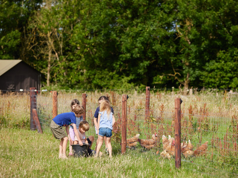 Kinderen voeren kippen bij een hek op BoerenBed Warren Farm vakantiepark in Zuidwest-Engeland, Verenigd Koninkrijk.