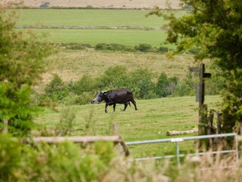 Een zwarte koe graast op een veld bij BoerenBed Warren Farm, een vakantiepark in Zuidwest-Engeland.