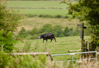 Una vaca negra pasta en un campo de BoerenBed Warren Farm, un parque vacacional en el suroeste de Inglaterra.