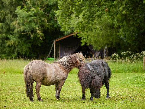 Dos pequeños ponis pastan en un verde prado en BoerenBed Upper Shadymoor Farm en Gales, Reino Unido.