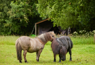 Due piccoli pony che pascolano in un campo verde presso BoerenBed Upper Shadymoor Farm in Galles, Regno Unito.