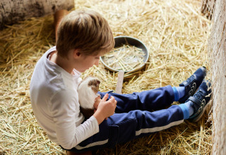Boy in white shirt sitting on straw holding a guinea pig at BoerenBed New Barn Farm, East of England.
