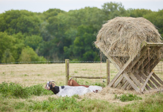 To geder hviler på en mark ved siden af en stor høbunke på BoerenBed New Barn Farm i Østengland.