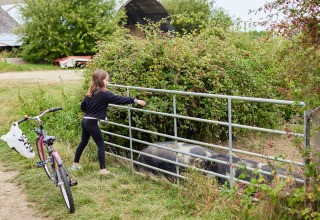 Pige fodrer grise gennem et hegn på en bondegård, cykel parkeret ved siden af, grøn natur rundt omkring.